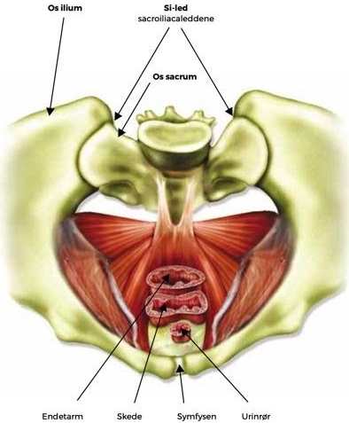 bækkenets anatomi