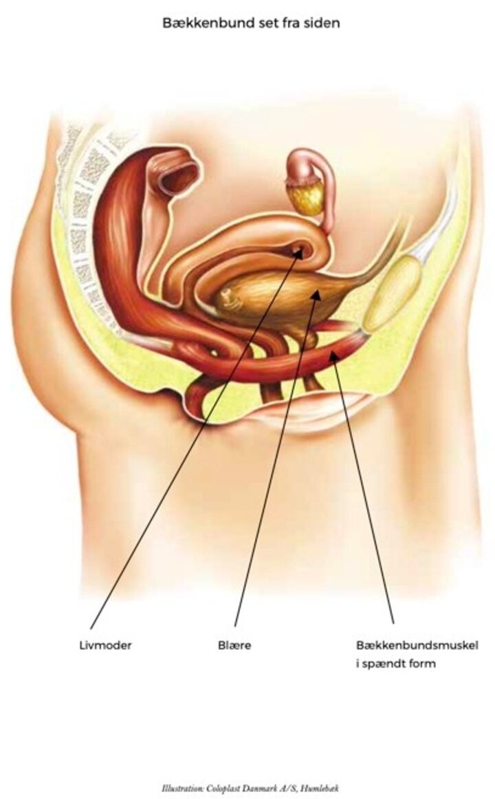bækkenbund fra siden - spændt