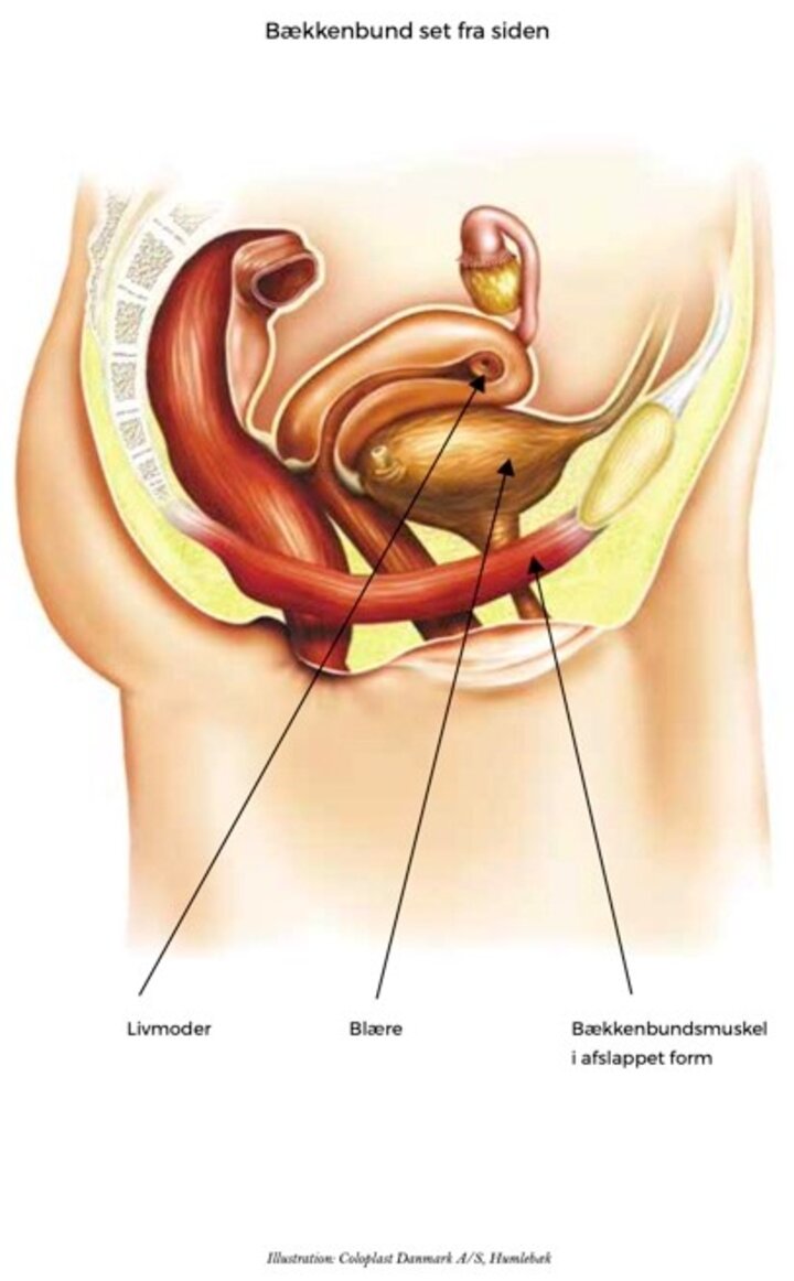 bækkenbund fra siden - afslappet